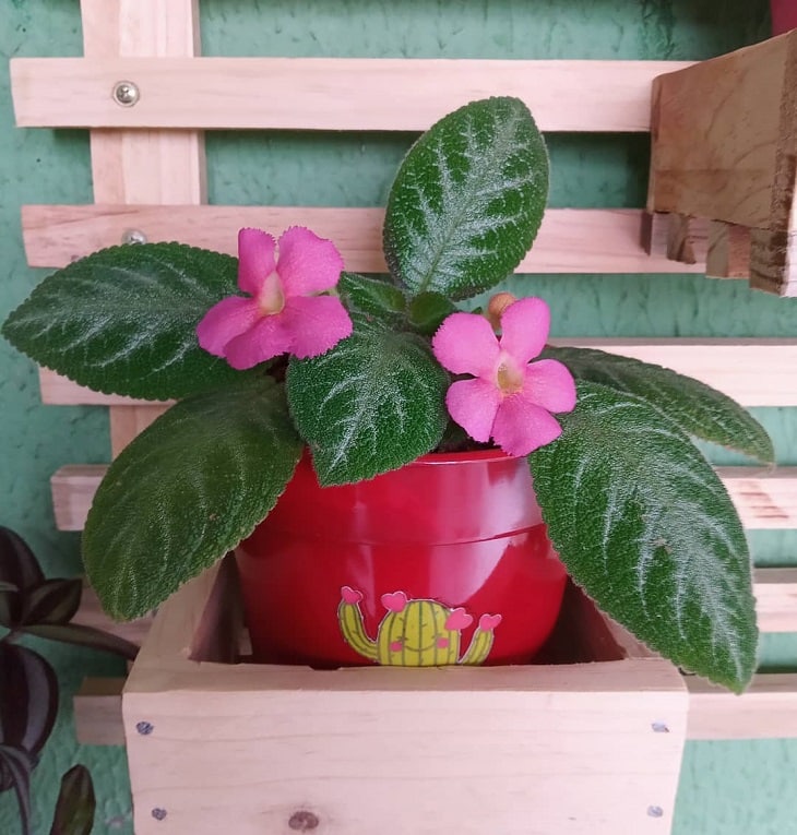 10 Dicas e Cuidados Essenciais para Cultivar Planta-Tapete em Casa 10 Planta-tapete com folhas delicadas
