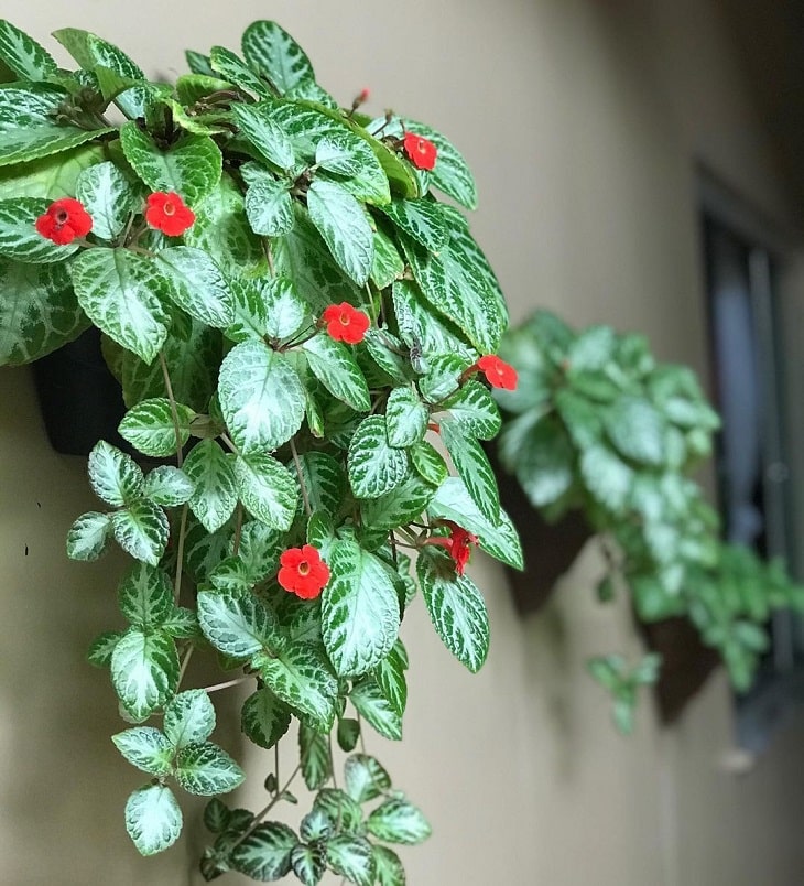 10 Dicas e Cuidados Essenciais para Cultivar Planta-Tapete em Casa 1 Planta-tapete em vaso pendente
