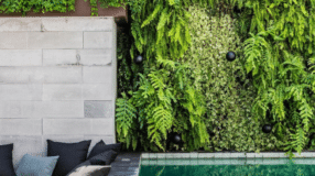 10 Dicas e Cuidados Essenciais para Cultivar Planta-Tapete em Casa 9 Foto de plantas para jardim vertical