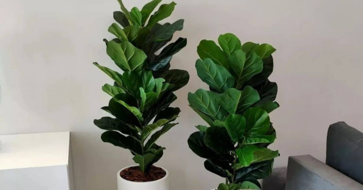 5 Maneiras Criativas de Usar a Ficus Lyrata em Mansões.