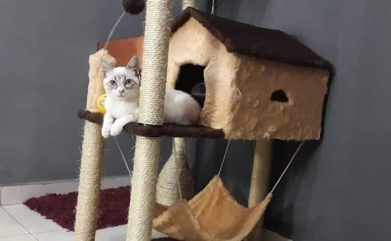 Casinhas para Gato: Ideias e Modelos de Decoração 10 3 Imagem de uma casinha para gato em formato tradicional, ideal para proporcionar conforto ao pet.