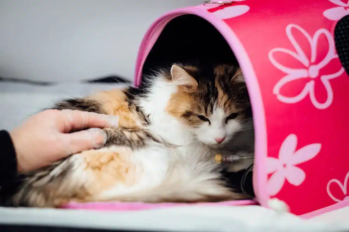 Decoração para Pets: Dicas Incríveis para Seu Lar 3 Ideias de decoração para pets: torne sua casa mais divertida para eles e para você