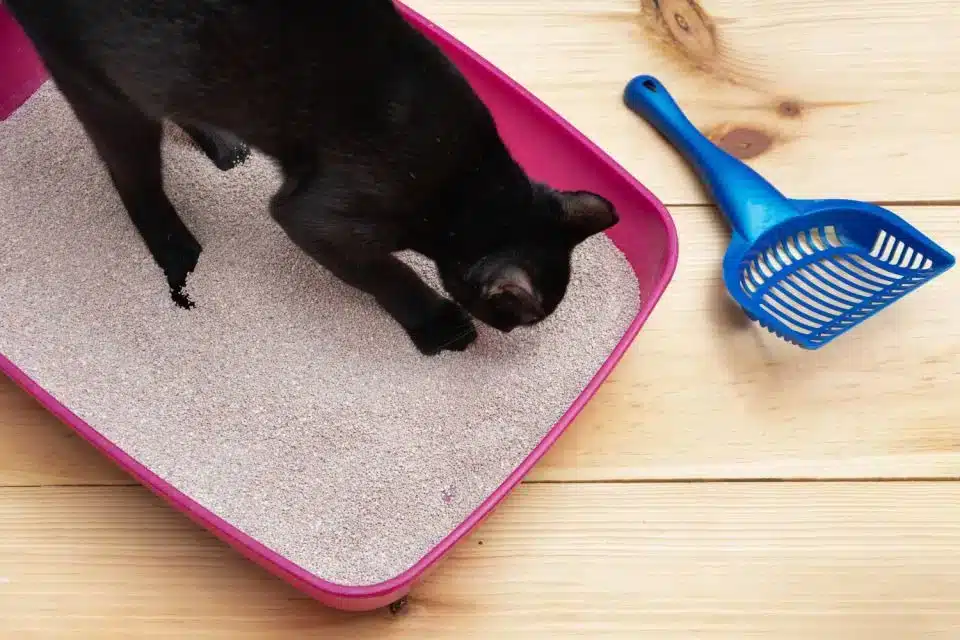 Decoração para Pets: Dicas Incríveis para Seu Lar 7 Ideias de decoração para pets: torne sua casa mais divertida para eles e para você