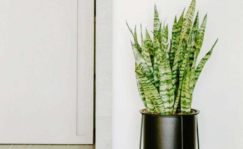 Plantas para Quartos: 10 Opções para Decorar seu Cantinho 7 Selvvva.