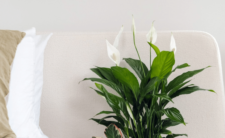 Plantas para Quartos: 10 Opções para Decorar seu Cantinho 9 Ansel & Ivy.