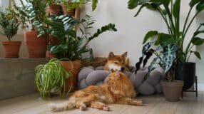 Casinhas para Gato: Ideias e Modelos de Decoração 10 5 Imagem de uma casinha para gato fechada, oferecendo um espaço seguro e aconchegante.