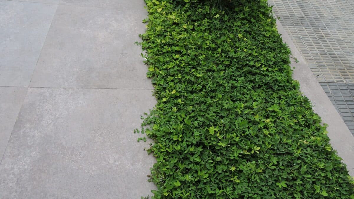Descubra como revestir calçadas e as normas essenciais para um projeto incrível! 5 Detalhes técnicos são essenciais para a funcionalidade das calçadas (Projeto: Fioretto Arquitetura)