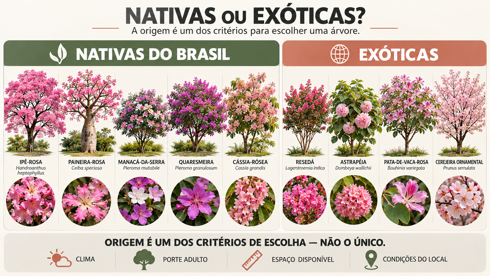 10 árvores com flores rosas para jardim: espécies e cuidados 13 Infográfico comparando árvores de flores rosas nativas do Brasil e espécies exóticas