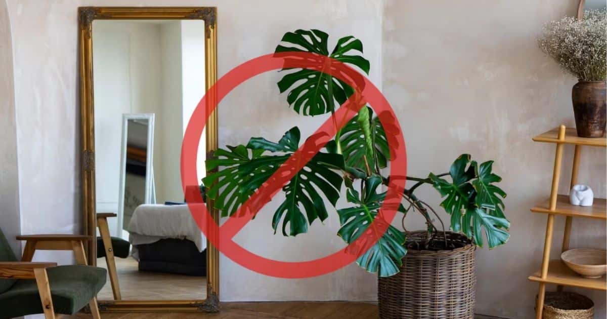 5 maneiras criativas de transformar sua decoração com espelhos orgânicos. 1 5 maneiras criativas de transformar sua decoração com espelhos orgânicos.