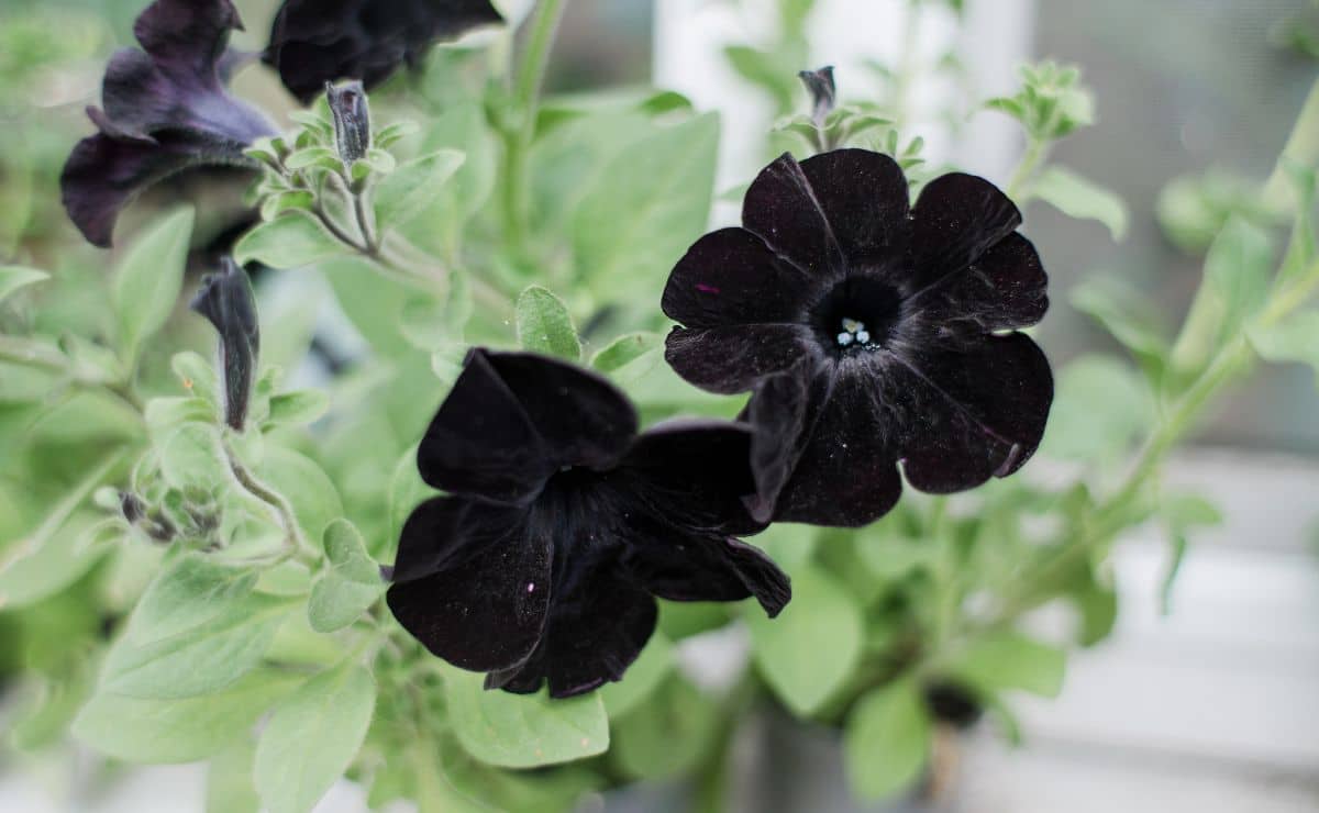 Inspire-se com 70 Ideias Criativas de Varandas de Madeira para Transformar Seu Lar! 9 12 espécies de flores negras que vão surpreender com tanta beleza