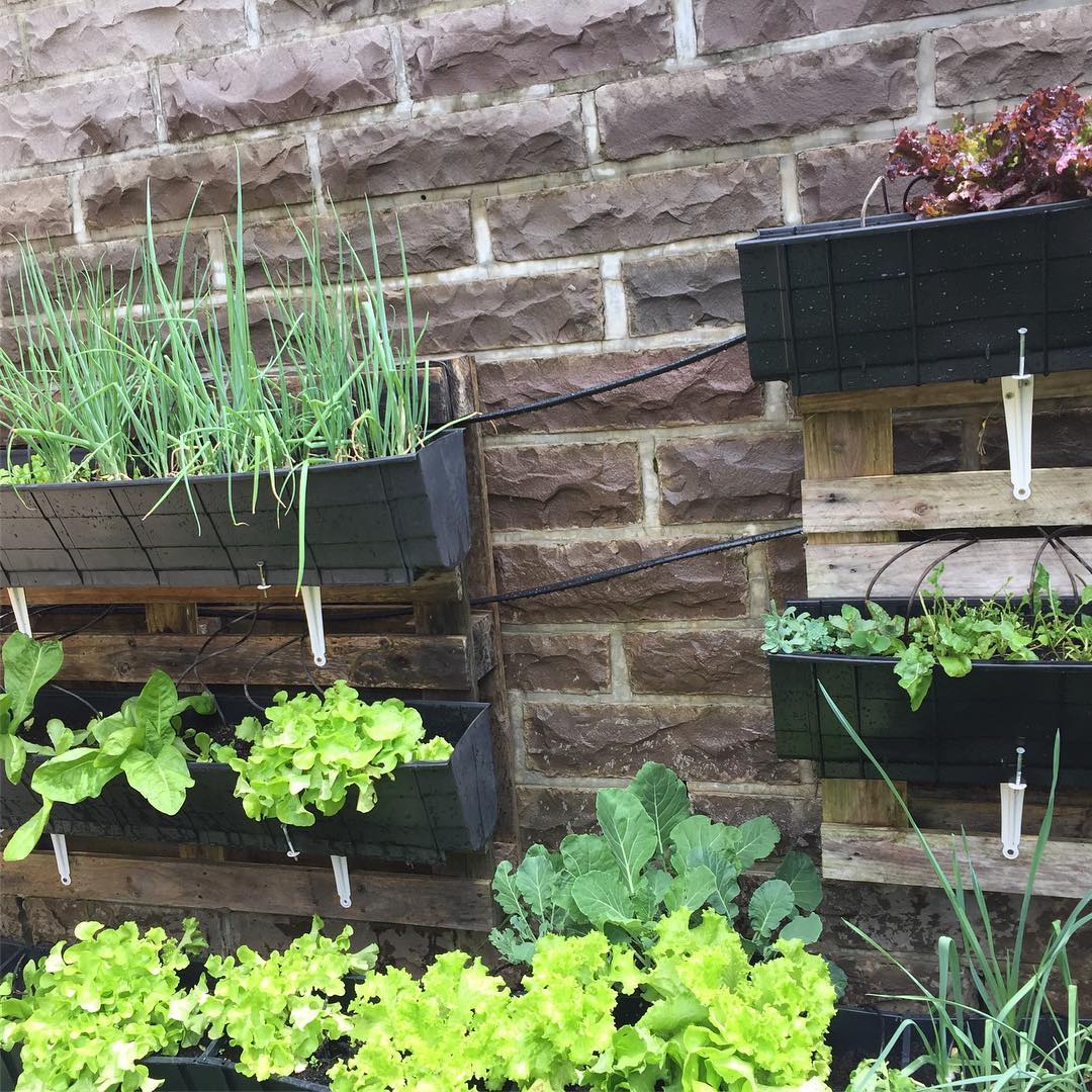Transforme sua casa em um paraíso orgânico: 35 ideias incríveis para cultivar sua própria horta suspensa! 10 Foto de horta suspensa 5 - 5