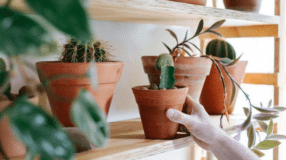Desvende 20 Ideias Criativas com Cano PVC para Transformar sua Decoração em Estilo Industrial! 7 Prateleira para plantas, ideal para adicionar vida ao ambiente