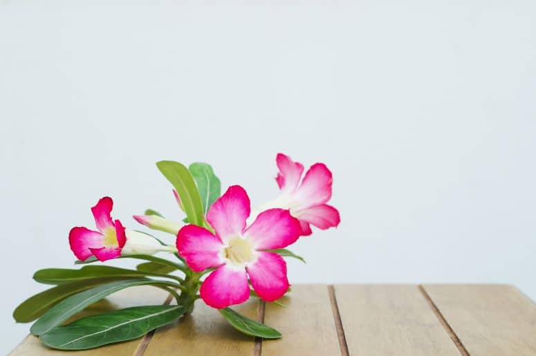Imagem explicativa sobre o significado da Rosa do Deserto, ressaltando sua beleza e resistência.