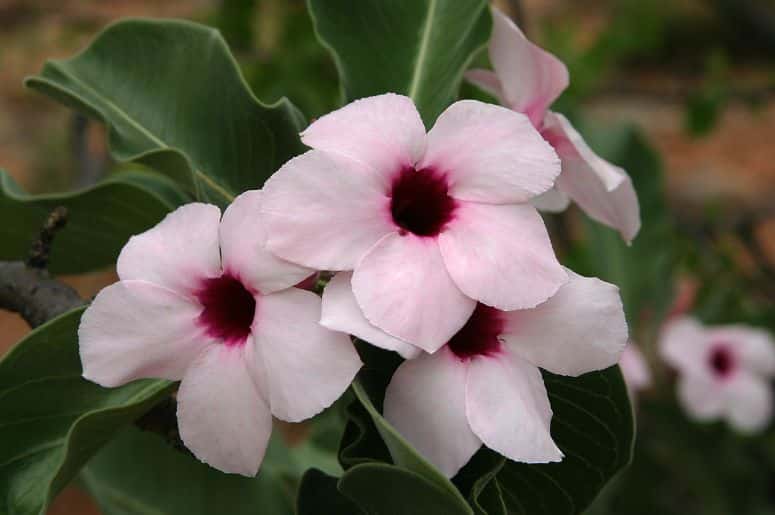Imagem do Adenium Boehmianum, uma variedade menos comum de Rosa do Deserto com tronco elegante.