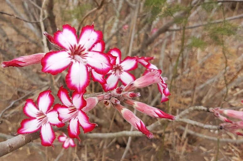 Imagem do Adenium Multiflorum, que apresenta muitas flores pequenas em sua floração.