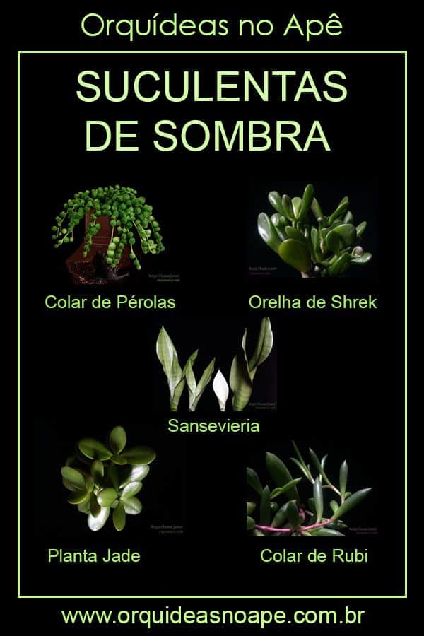 As 10 Melhores Dicas para Escolher e Cuidar de Plantas Ornamentais 6 Plantas Ornamentais: Como Escolher e Cuidar