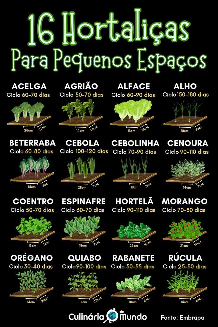 As 10 Melhores Dicas para Escolher e Cuidar de Plantas Ornamentais 7 Plantas Ornamentais: Como Escolher e Cuidar