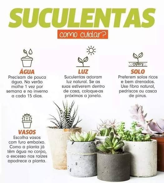 As 10 Melhores Dicas para Escolher e Cuidar de Plantas Ornamentais 8 Plantas Ornamentais: Como Escolher e Cuidar