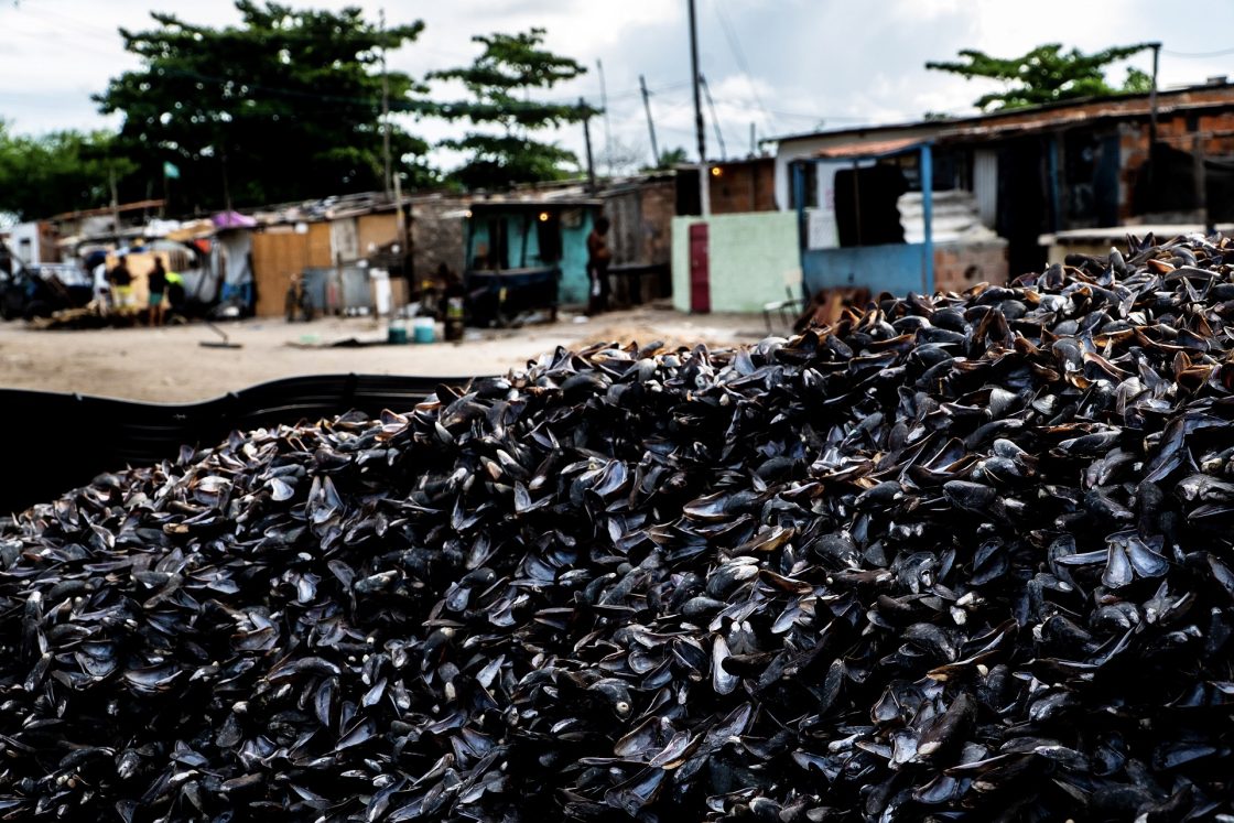 Descubra como o Projeto Sururu Revoluciona a Sustentabilidade através da Inovação! 7 Antes, conchas do sururu eram descartadas às margens da lagoa Mundaú.