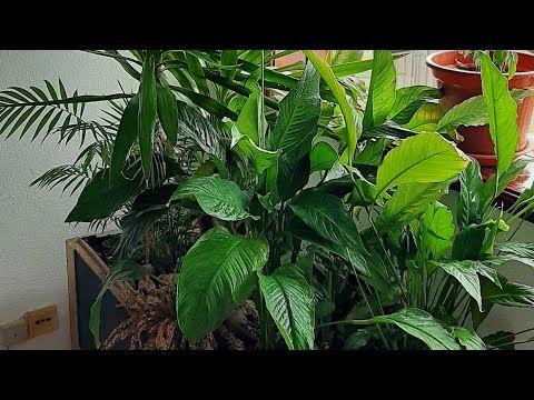 5 Dicas para Transformar Seu Espaço em um Jardim Interior 8 Jardim Interior: Crie um Refúgio Verde em Casa