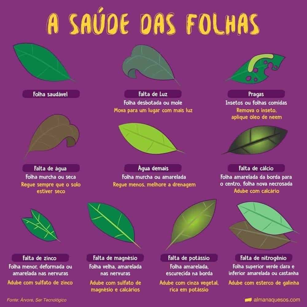 As 10 Melhores Dicas para Escolher e Cuidar de Plantas Ornamentais 5 Plantas Ornamentais: Como Escolher e Cuidar
