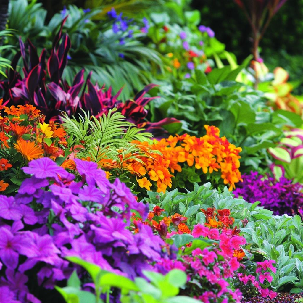 7 Plantas que Adicionam Cor e Elegância ao Seu Jardim 3 7 Plantas que Adicionam Cor e Elegância ao Seu Jardim