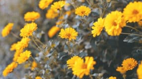Transforme sua Casa: 60 Ideias Encantadoras com Floreiras de Madeira que Você Precisa Conhecer! 5 Flores amarelas