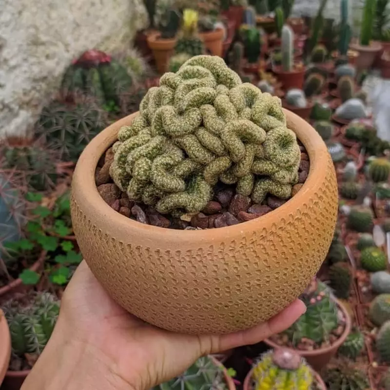 Conheça o Cacto Cérebro: Cuidados Essenciais e Fatos Interessantes sobre a Mammillaria elongata 5 Uma imagem do cacto cérebro em exposição.