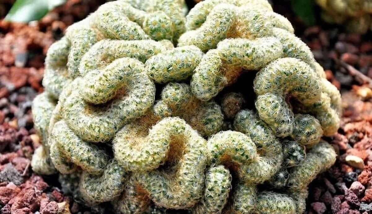 Conheça o Cacto Cérebro: Cuidados Essenciais e Fatos Interessantes sobre a Mammillaria elongata 3 Capa do artigo mostrando o cacto cérebro.