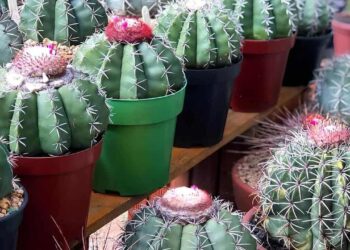 Conheça o Cacto Cérebro: Cuidados Essenciais e Fatos Interessantes sobre a Mammillaria elongata 10 Imagem do cacto coroa-de-frade, mostrando suas características.