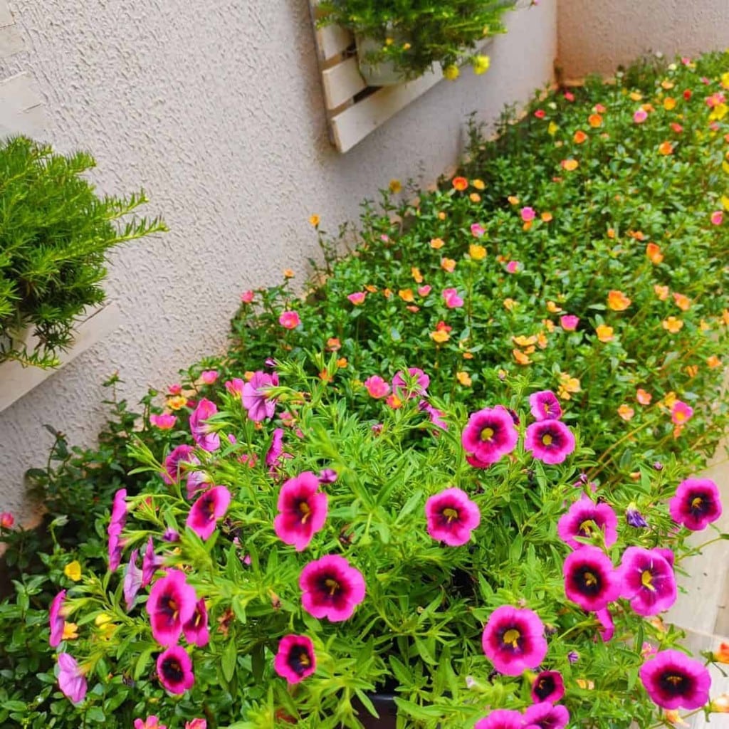 Dicas e Ideias Práticas para Criar um Jardim Colorido e Atraente 5 Imagem de um canteiro de flores