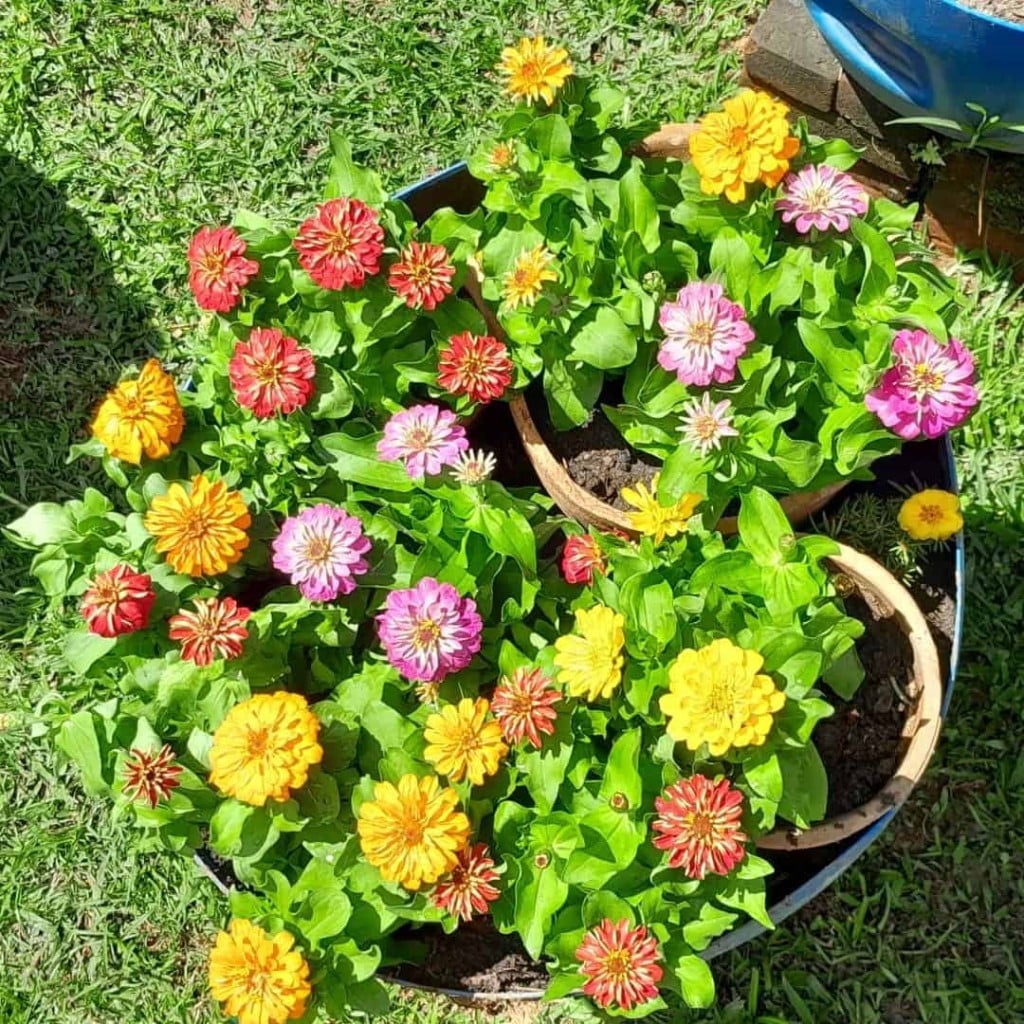 Dicas e Ideias Práticas para Criar um Jardim Colorido e Atraente 9 Mais uma imagem de canteiro de flores