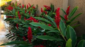 Transforme Seu Jardim: 55 Ideias Incríveis de Jardinagem com Pneus! 9 Canteiro de muro com pneus.