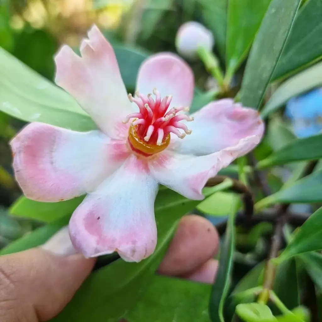 Clúsia-porcelana: Como Essa Planta Pode Embelezar Seu Jardim 5 Com folhas espessas e brilhantes que podem variar de verde-claro a verde-escuro, a Clúsia-porcelana possui um visual impactante.