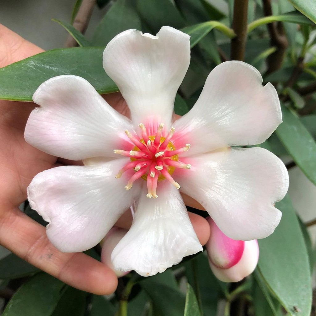 Clúsia-porcelana: Como Essa Planta Pode Embelezar Seu Jardim 7 Suas folhas ovaladas e duras adicionam um aspecto elegante à planta e ainda desempenham um papel essencial na conservação de água, o que torna a planta altamente resistente a períodos de seca.