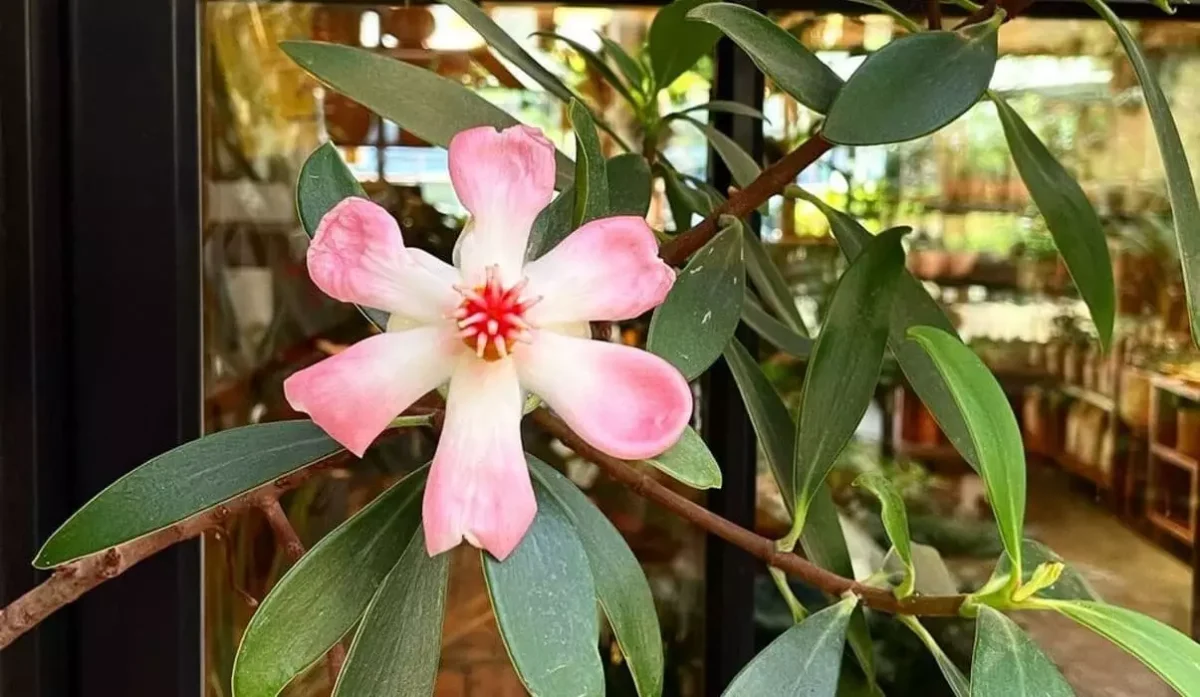 Clúsia-porcelana: Como Essa Planta Pode Embelezar Seu Jardim 3 A Clúsia-porcelana, conhecida cientificamente como Clusia orthoneura, é uma planta ornamental encantadora e robusta, perfeita para dar um toque tropical e exótico a qualquer jardim.