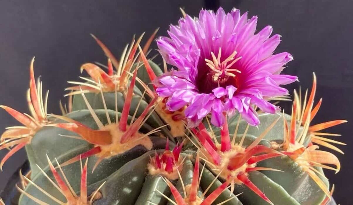 Conheça o Cacto Cérebro: Cuidados Essenciais e Fatos Interessantes sobre a Mammillaria elongata 1 Imagem do Ferocactus latispinus, um cacto raro.