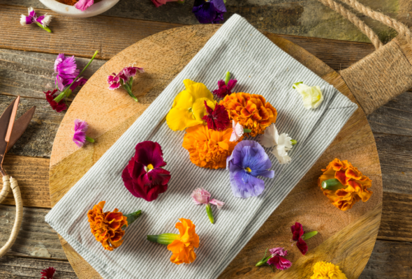 Flores comestíveis para cultivar e usar na sua culinária, trazendo sabor e beleza para o jardim.