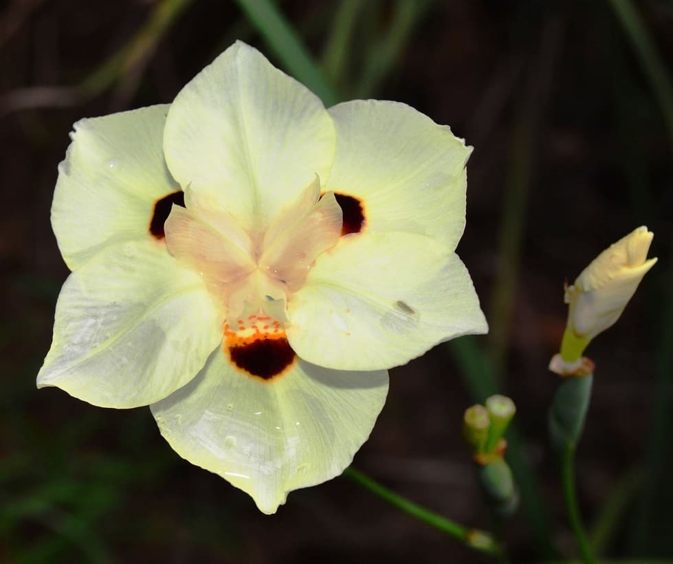 Dicas práticas para cultivar a moreia branca no seu jardim 5 Close-up das flores brancas da moreia branca com mancha amarela ao centro.