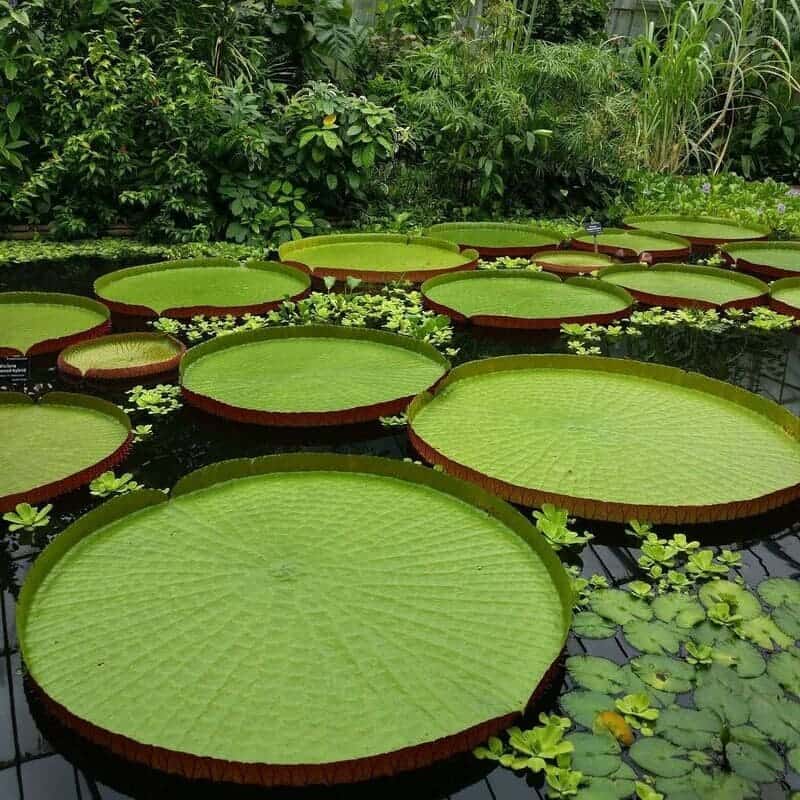 Características e Exemplos de Plantas Aquáticas Comuns 5 Imagem da vitória-régia, que destaca suas folhas gigantes.