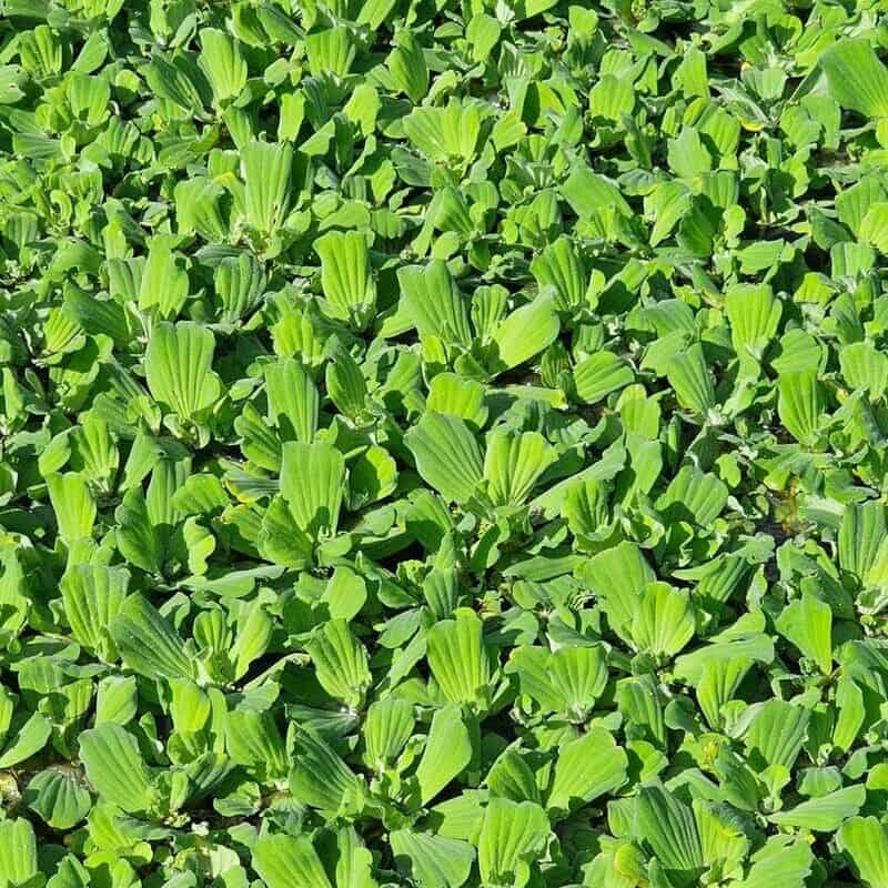 Características e Exemplos de Plantas Aquáticas Comuns 7 Imagem da alface-d'água, mostrando suas folhas esverdeadas.