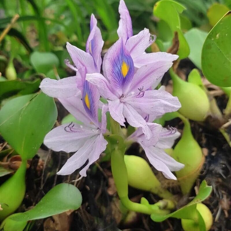 Características e Exemplos de Plantas Aquáticas Comuns 9 Imagem do aguapé, ressaltando suas raízes e flores coloridas.