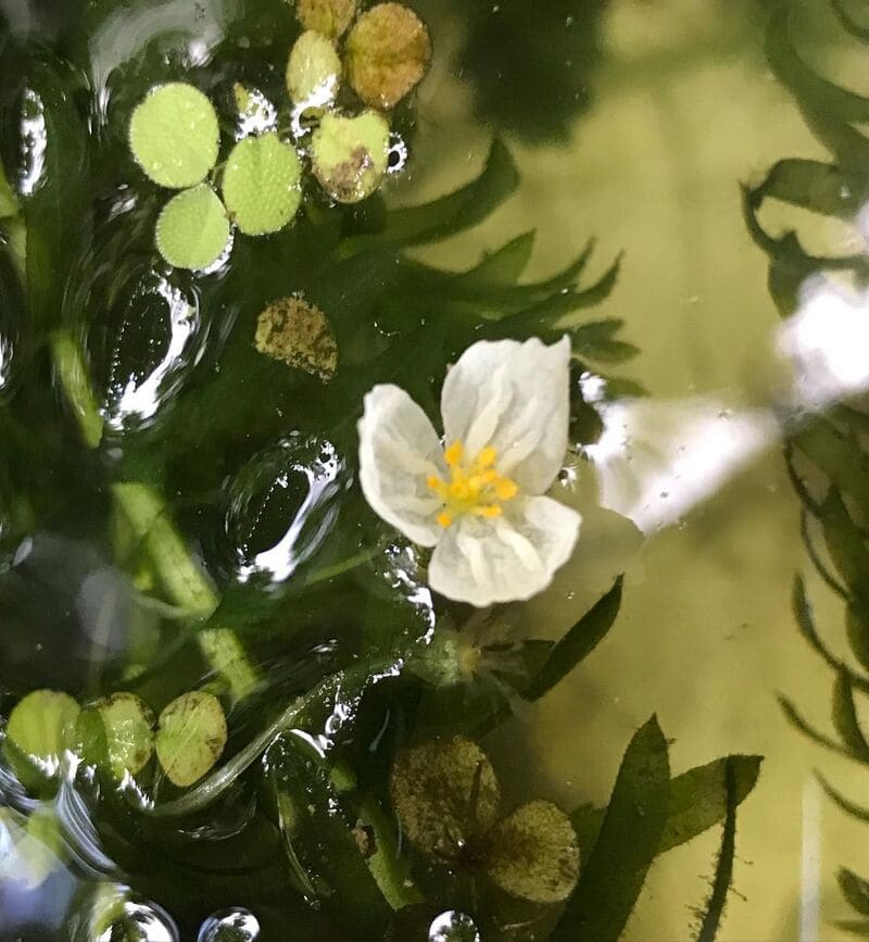 Características e Exemplos de Plantas Aquáticas Comuns 10 Imagem da elódea, com detalhes sobre suas flores brancas.