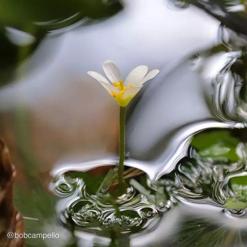 Características e Exemplos de Plantas Aquáticas Comuns 1 Imagem da cabomba, destacando suas folhas delicadas.
