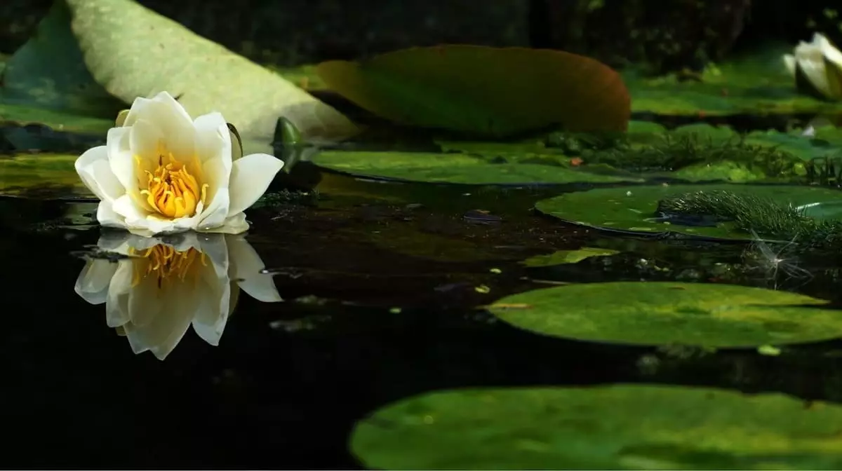 Características e Exemplos de Plantas Aquáticas Comuns 3 Capa do artigo sobre plantas aquáticas, apresentando diversas espécies.