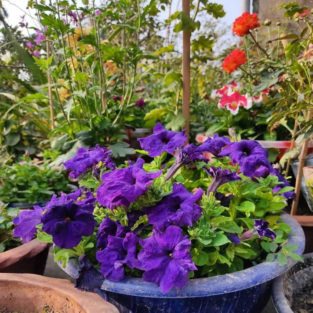Dicas e Ideias Práticas para Criar um Jardim Colorido e Atraente 1 Imagem de flores petúnia