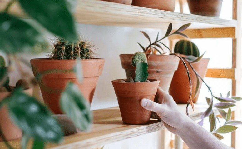 Ideias e Tutoriais para Criar Prateleiras de Plantas que Alegram o Seu Espaço Verde 3 Capa do artigo sobre prateleiras para plantas.