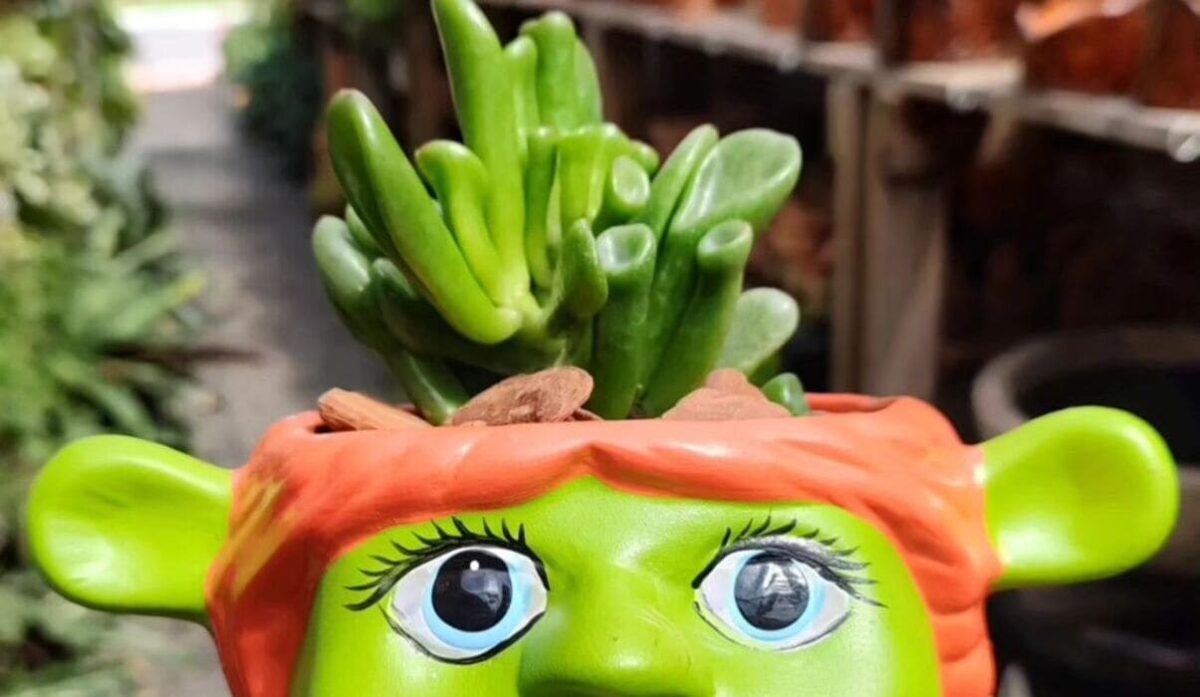Conheça o Cacto Cérebro: Cuidados Essenciais e Fatos Interessantes sobre a Mammillaria elongata 9 Imagem da suculenta orelha de Shrek, uma planta intrigante.