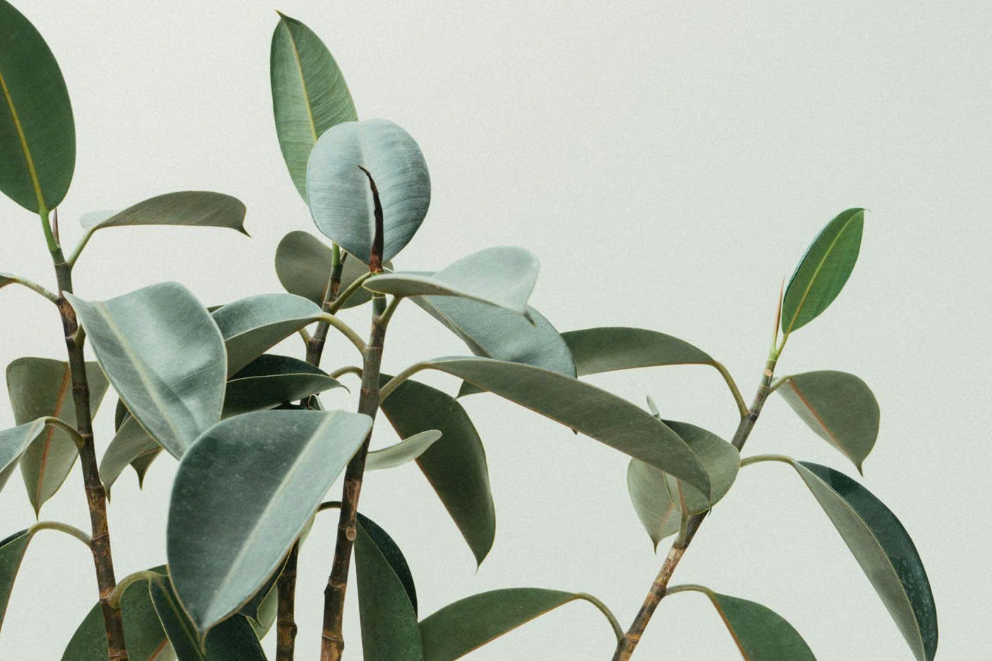 Como Selecionar as Plantas Adequadas para Sua Estufa: Um Guia Prático 2 Como escolher as plantas certas para sua estufa com dicas de cuidado e clima.
