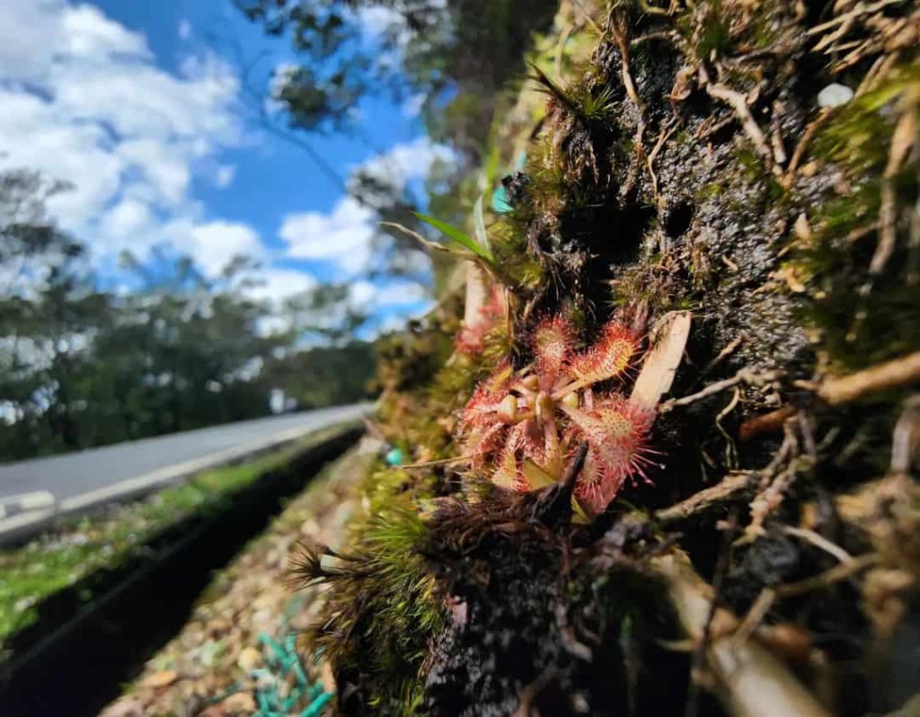 Fotografia de uma Drosera spatulata em close, destacando suas folhas em formato de espátula.